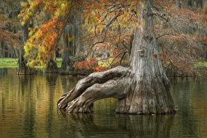 Images Dated 17th January 2024: Bald cypress trees reflecting autumn colors in southern swamp, Caddo Lake, Texas
