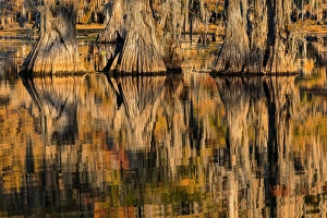 Images Dated 17th January 2024: Bald cypress trees reflecting autumn colors in southern swamp, Caddo Lake, Texas