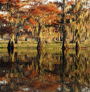 Images Dated 17th January 2024: Bald cypress trees reflecting autumn colors in southern swamp, Caddo Lake, Texas