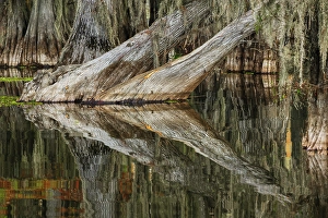 Images Dated 17th January 2024: Bald cypress trees reflecting autumn colors in southern swamp, Caddo Lake, Texas