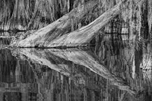 Images Dated 17th January 2024: Bald cypress trees reflecting autumn colors in southern swamp, Caddo Lake, Texas