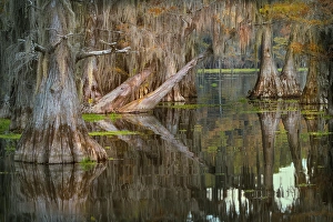 Images Dated 17th January 2024: Bald cypress trees reflecting autumn colors in southern swamp, Caddo Lake, Texas