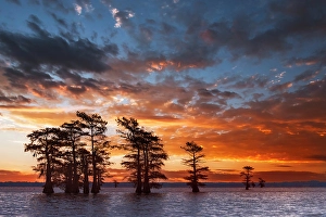 Images Dated 17th January 2024: Bald cypress trees silhouetted at sunrise in southern swamp, Caddo Lake, Texas