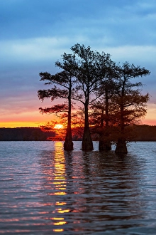 Images Dated 17th January 2024: Bald cypress trees silhouetted at sunrise in southern swamp, Caddo Lake, Texas