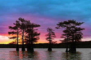 Images Dated 17th January 2024: Bald cypress trees silhouetted at sunrise in southern swamp, Caddo Lake, Texas