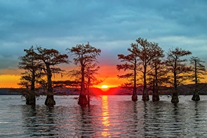 Images Dated 17th January 2024: Bald cypress trees silhouetted at sunrise in southern swamp, Caddo Lake, Texas