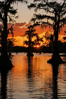 Bald cypress trees silhouetted at sunset. Caddo Lake, Uncertain, Texas