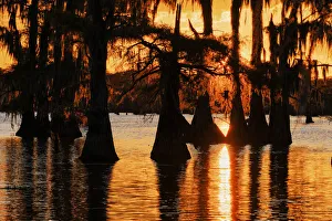 Bald cypress trees silhouetted at sunset. Caddo Lake, Uncertain, Texas