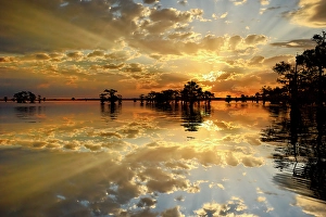 Images Dated 18th January 2024: Bald cypress trees silhouetted at sunset