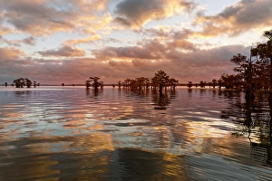 Images Dated 18th January 2024: Bald cypress trees silhouetted at sunset