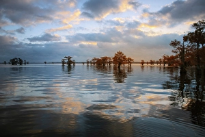 Images Dated 18th January 2024: Bald cypress trees silhouetted at sunset