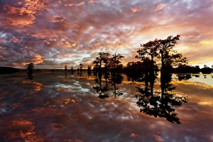 Images Dated 18th January 2024: Bald cypress trees silhouetted at sunset