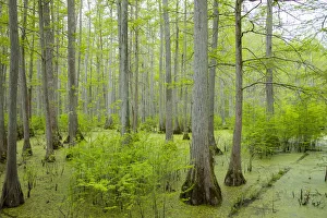 Images Dated 26th April 2017: Bald Cypress trees (Taxodium distichum) Heron Pond Little Black Slough, Johnson County