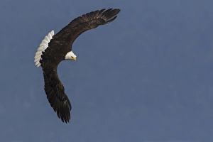Fauna Prints: Bald Eagle