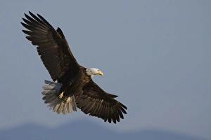 Images Dated 10th July 2010: Bald Eagle