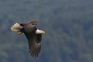 Images Dated 24th May 2010: Bald Eagle