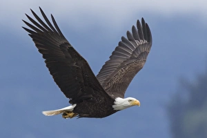 Images Dated 3rd June 2015: Bald Eagle