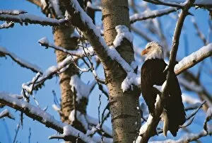 Images Dated 15th October 2004: Bald Eagle, Alaska, Chilkat Bald Eagle Preserve, Winter on the Chilkat River, Valley Of The Eagles