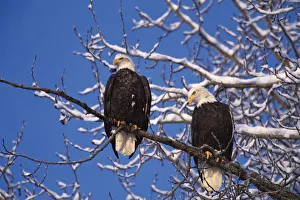 Images Dated 15th October 2004: Bald Eagle, Alaska, Chilkat Bald Eagle Preserve, Winter on the Chilkat River, Valley Of The Eagles