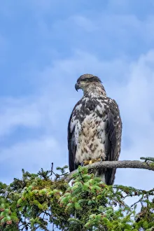 Juvenile Prints: Bald Eagle, Alaska, USA