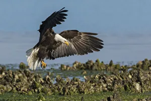 Alighting Prints: Bald eagle alight in oyster bed