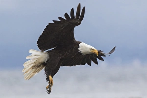 National Bird Prints: Bald Eagle Alighting