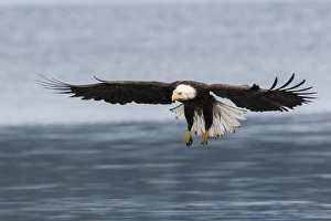 Washington Prints: Bald Eagle Alighting