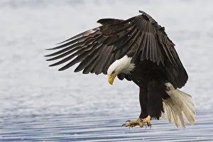 National Bird Prints: Bald Eagle Alighting
