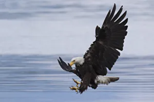 Images Dated 22nd June 2016: Bald Eagle Attacking