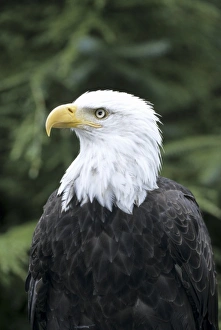 Bald eagle British Columbia, Canada
