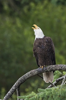 Images Dated 3rd June 2015: Bald Eagle Calling