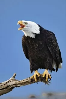 Images Dated 10th January 2006: Bald Eagle calling, Homer, Alaska, Haliaetus leucocephalus
