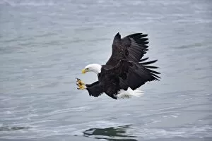 Images Dated 13th January 2006: Bald Eagle catching fish, Homer, Alaska, Haliaetus leucocephalus