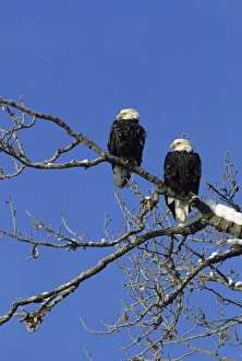 Spruce Prints: Bald Eagle, Chilkat River, Haines, Alaska