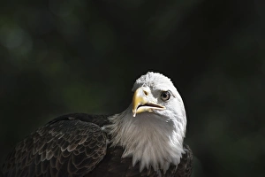 Perch Prints: Bald eagle close up in light with intense gase