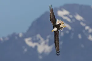 Images Dated 22nd June 2017: Bald eagle crow