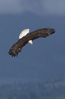 Diving Prints: Bald Eagle Diving