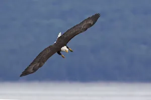 National Bird Prints: Bald Eagle Diving
