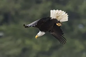 National Bird Prints: Bald Eagle, Diving
