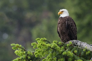 Fauna Prints: Bald Eagle; drizzle