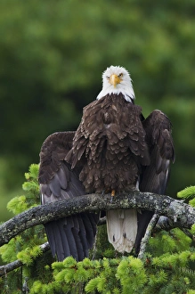 Fauna Prints: Bald Eagle Drying Wings