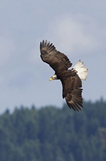Images Dated 4th July 2012: Bald Eagle in Flight