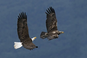 Images Dated 2nd June 2015: Bald Eagle Flight