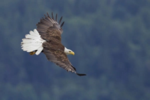 Images Dated 19th June 2012: Bald Eagle in Flight