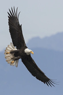 Bald Eagle Flight