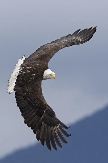 Ken Archer Prints: Bald Eagle in Flight