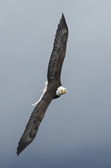 Images Dated 2nd June 2015: Bald Eagle Flight