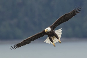 Images Dated 2nd June 2015: Bald Eagle Flight