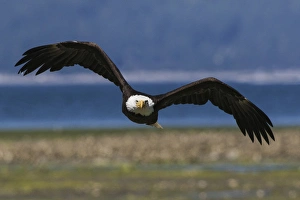 Bald Eagle Flight