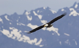 Images Dated 1st June 2016: Bald Eagle in Flight